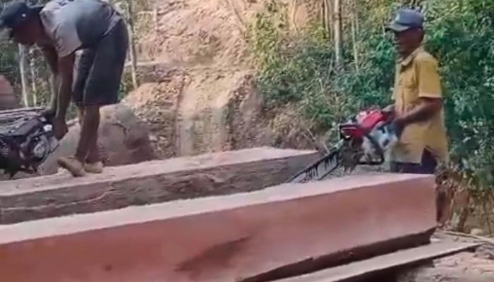 Video Dugaan Pembalakan Liar di Pesisir Barat Beredar, Warga Minta Pemerintah Bertindak