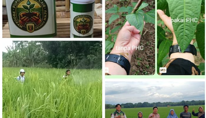 PHC Buktikan Hasil: Saatnya Petani Lampung Beralih ke Pupuk Hayati Cair