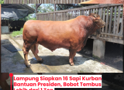 Lampung Siapkan 16 Sapi Kurban Bantuan Presiden, Bobot Tembus Lebih dari 1 Ton