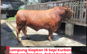 Lampung Siapkan 16 Sapi Kurban Bantuan Presiden, Bobot Tembus Lebih dari 1 Ton