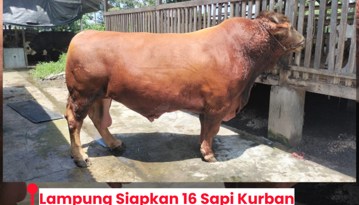 Lampung Siapkan 16 Sapi Kurban Bantuan Presiden, Bobot Tembus Lebih dari 1 Ton